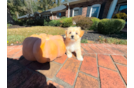 Maltipoo Puppy for Adoption