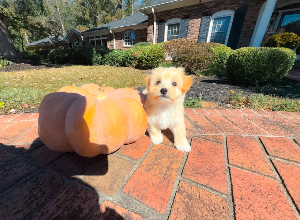 Maltipoo Puppy for Adoption