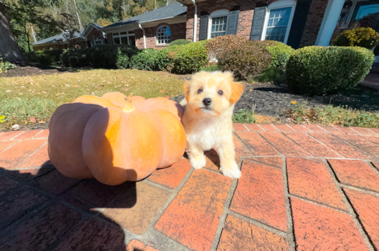 Maltipoo Puppy for Adoption