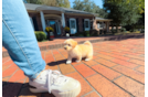 Cute Malt a Poo Poodle Mix Puppy