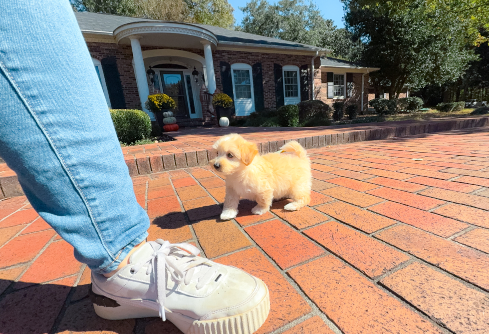 Cute Malt a Poo Poodle Mix Puppy