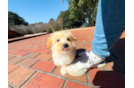 Maltipoo Puppy for Adoption