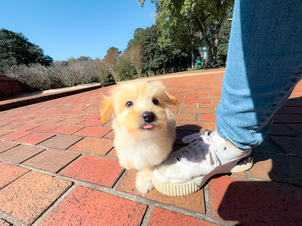 Maltipoo Puppy for Adoption