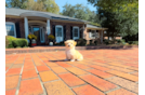 Best Maltipoo Baby