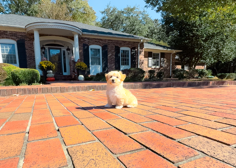 Best Maltipoo Baby