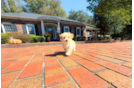 Best Maltipoo Baby