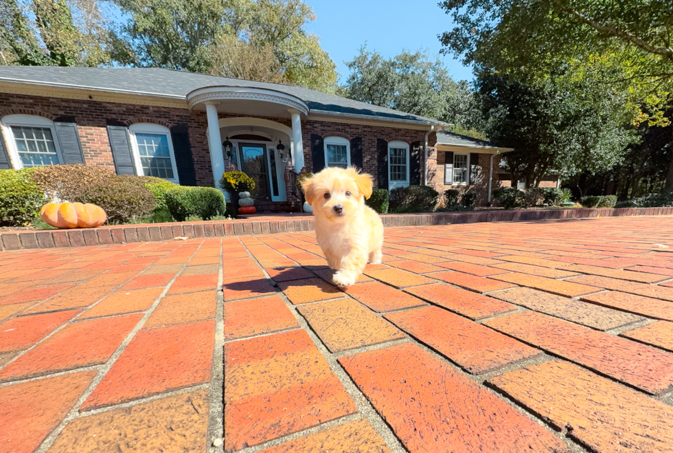 Best Maltipoo Baby