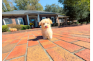 Maltipoo Puppy for Adoption