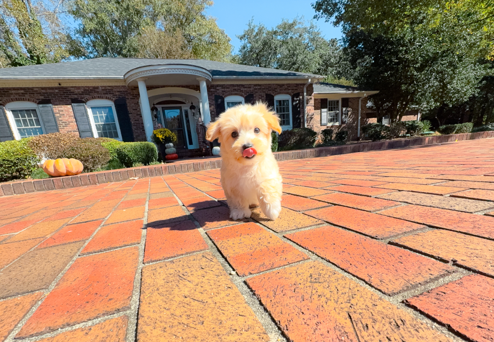Maltipoo Puppy for Adoption
