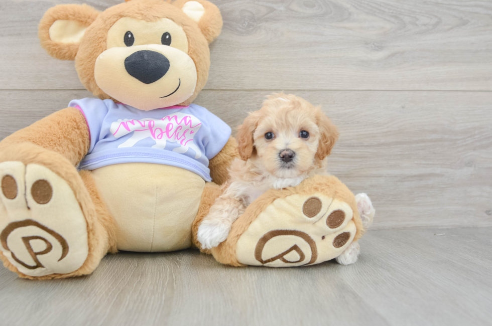 6 week old Maltipoo Puppy For Sale - Simply Southern Pups
