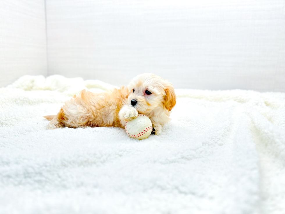 Cute Malt a Poo Poodle Mix Puppy