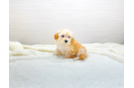 Best Maltipoo Baby