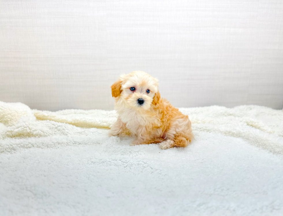 Best Maltipoo Baby