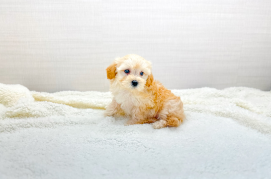 Best Maltipoo Baby