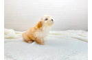 Cute Maltipoo Baby