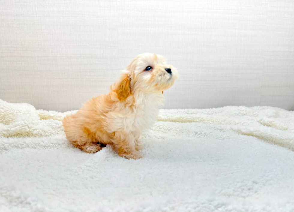 Cute Maltipoo Baby