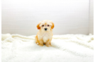 Best Maltipoo Baby