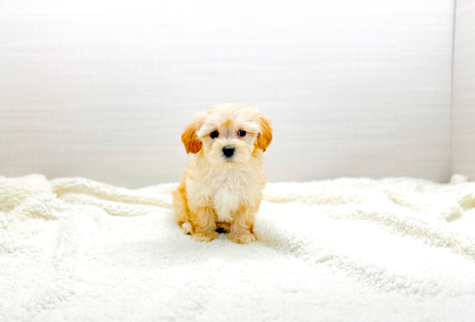 Best Maltipoo Baby