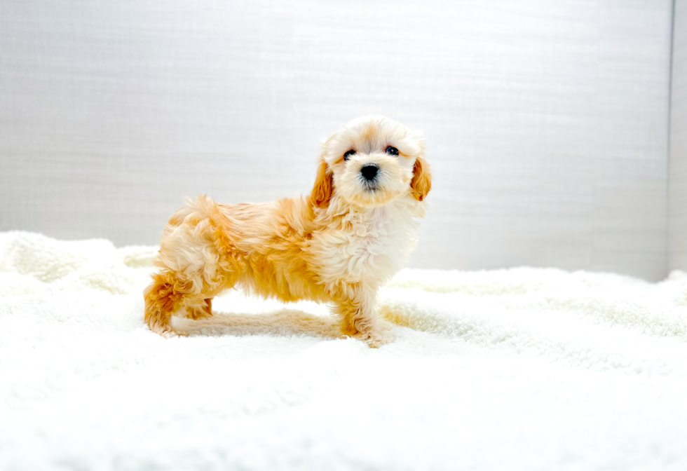 Maltipoo Pup Being Cute