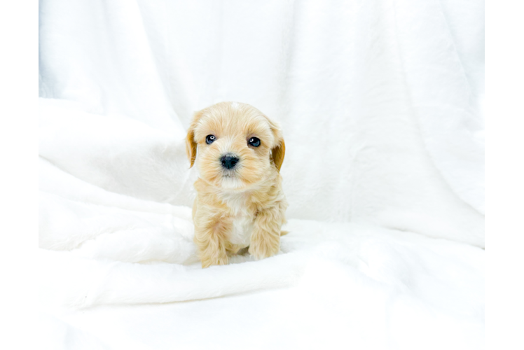 Cute Maltipoo Baby