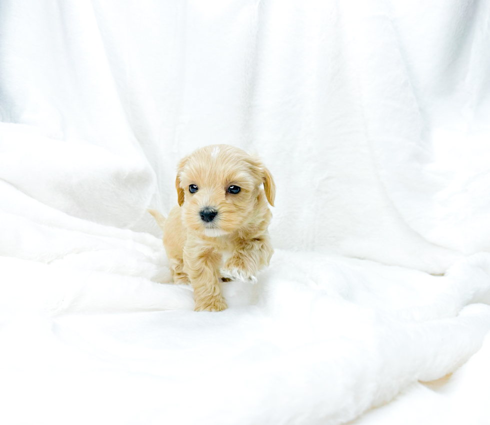 Maltipoo Puppy for Adoption
