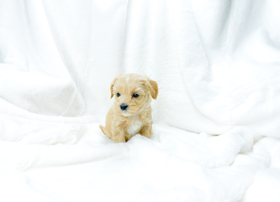 Maltipoo Pup Being Cute