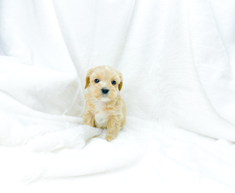 Cute Malt a Poo Poodle Mix Puppy