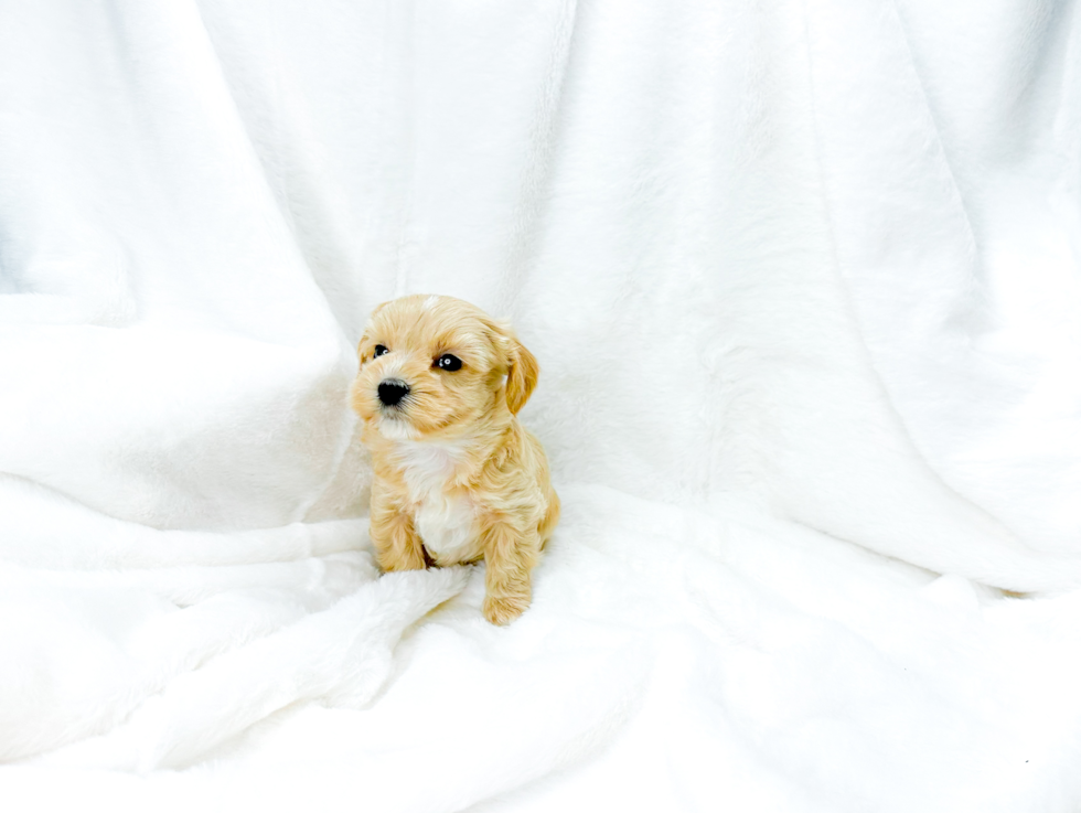 Maltipoo Pup Being Cute