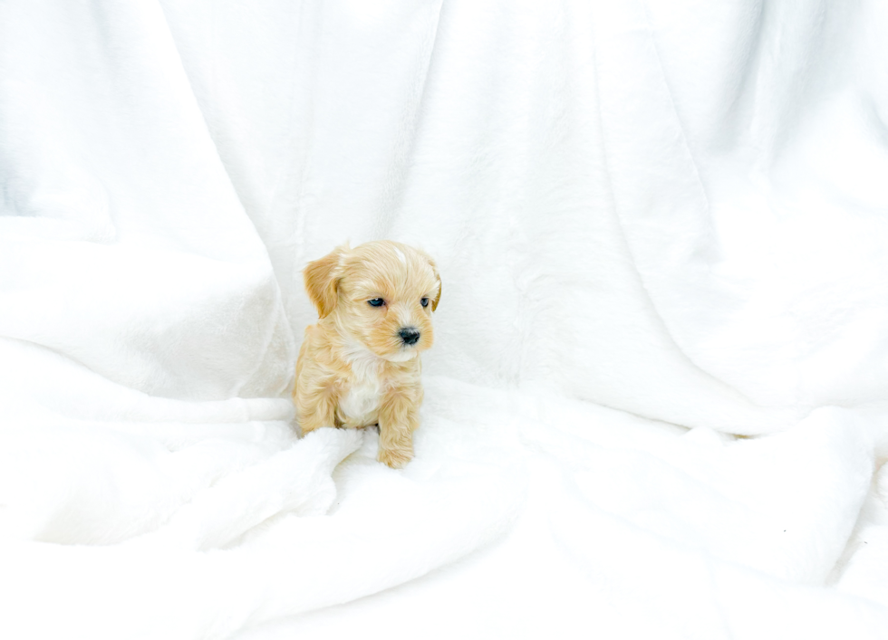 Maltipoo Puppy for Adoption