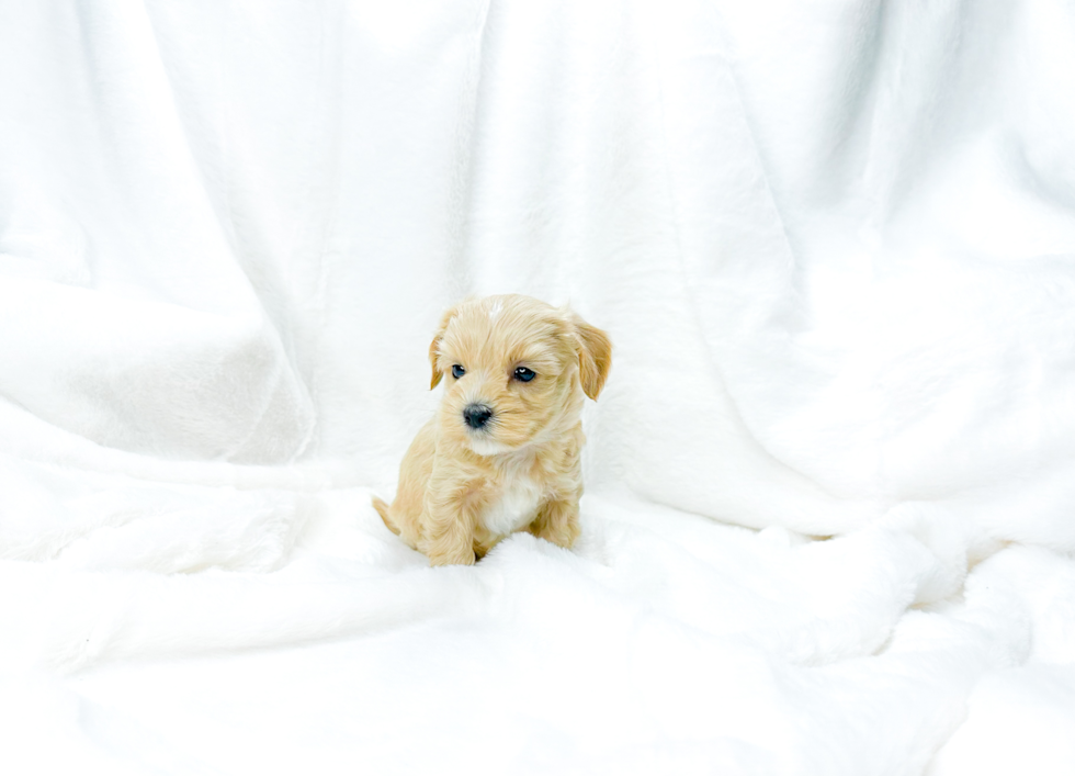 Cute Maltipoo Baby
