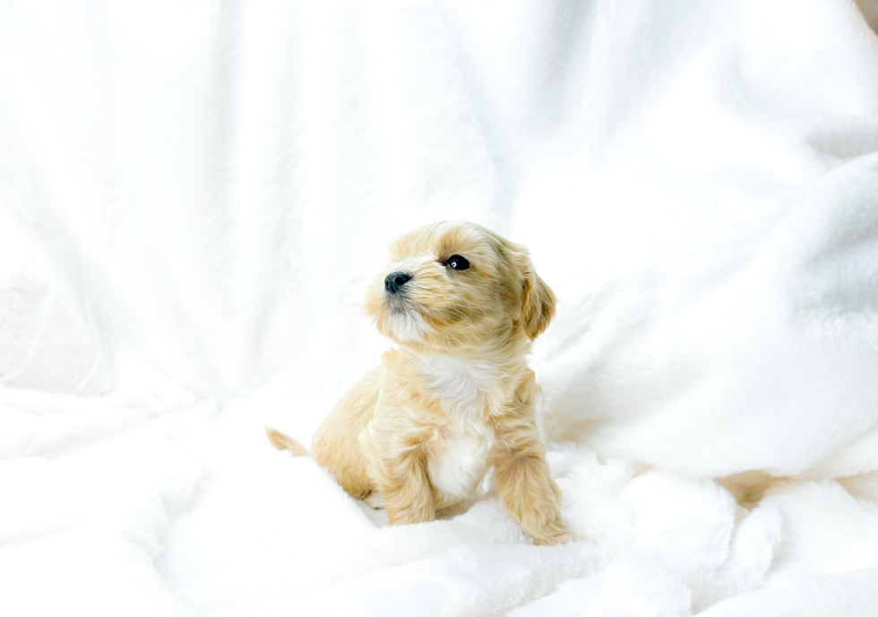Cute Maltipoo Poodle Mix Pup