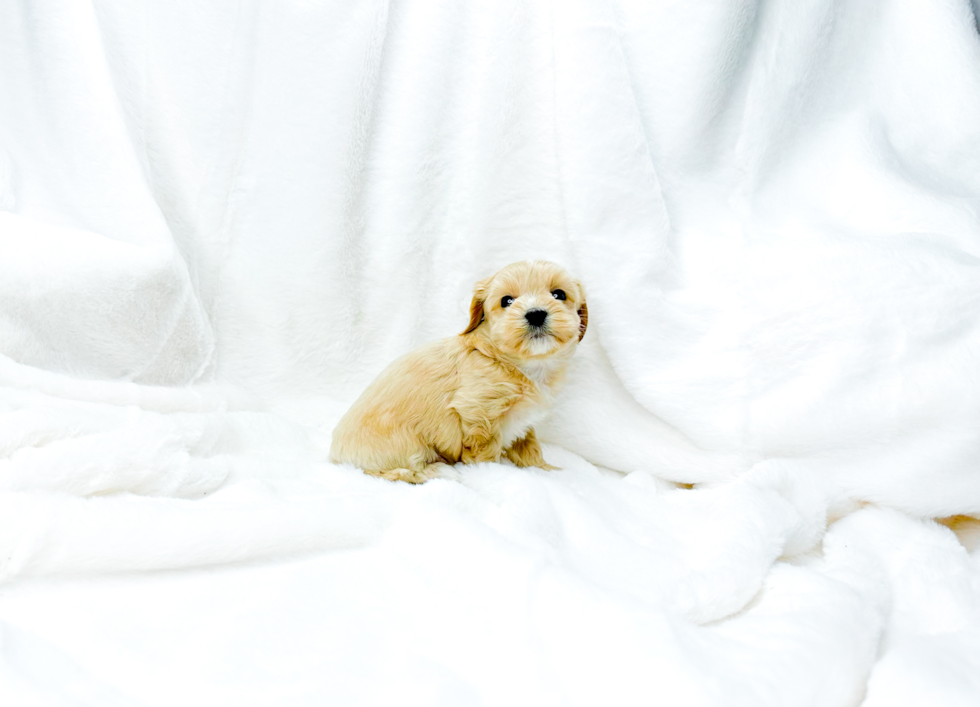 Maltipoo Puppy for Adoption