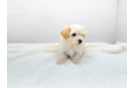 Best Maltipoo Baby