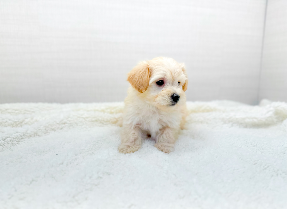 Best Maltipoo Baby