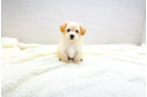 Maltipoo Pup Being Cute