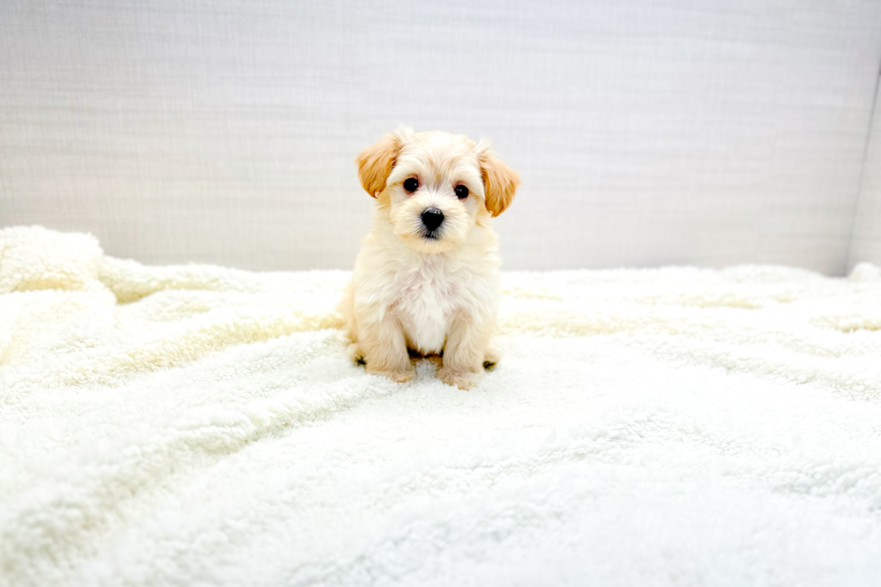 Maltipoo Pup Being Cute