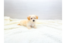 Cute Maltipoo Poodle Mix Pup