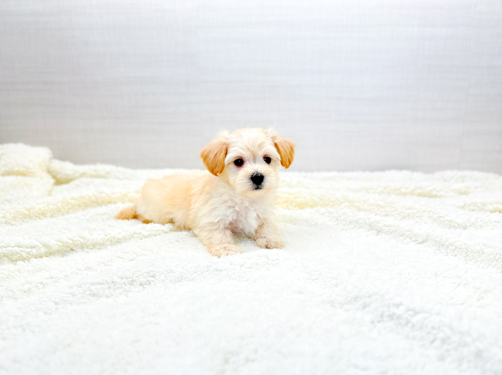 Cute Maltipoo Poodle Mix Pup