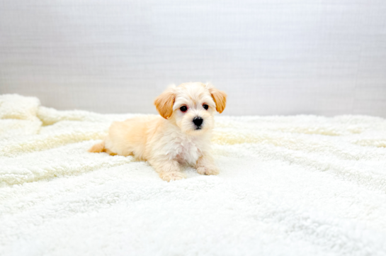 Cute Maltipoo Poodle Mix Pup