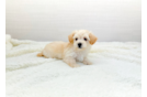 Maltipoo Pup Being Cute