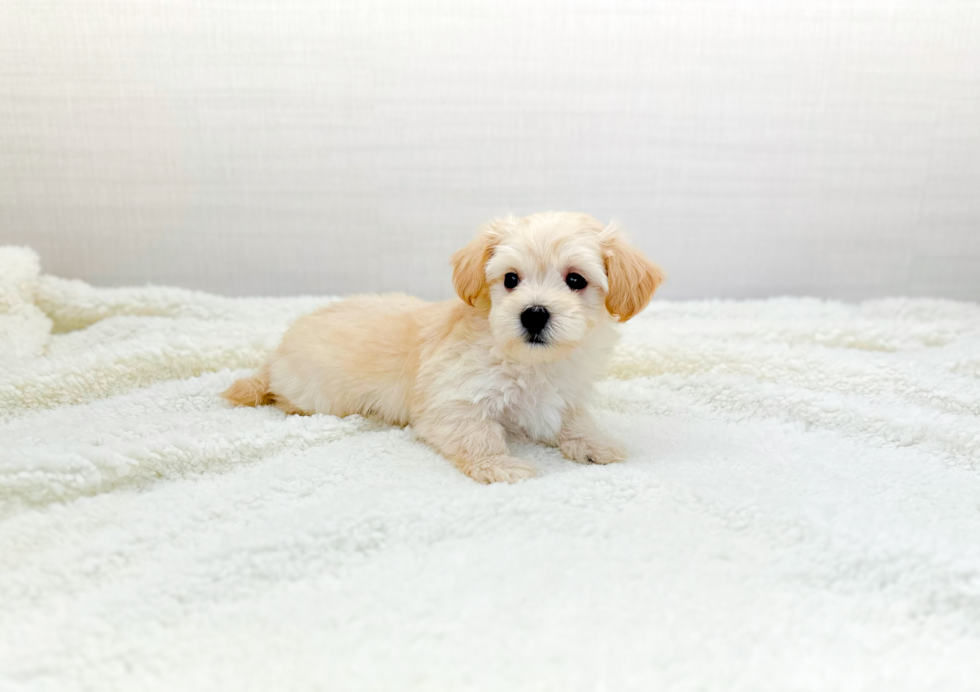 Maltipoo Pup Being Cute