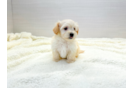 Maltipoo Puppy for Adoption