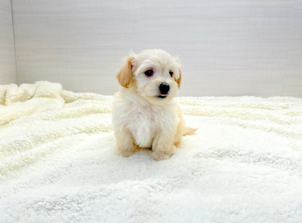 Maltipoo Puppy for Adoption