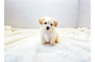 Maltipoo Pup Being Cute