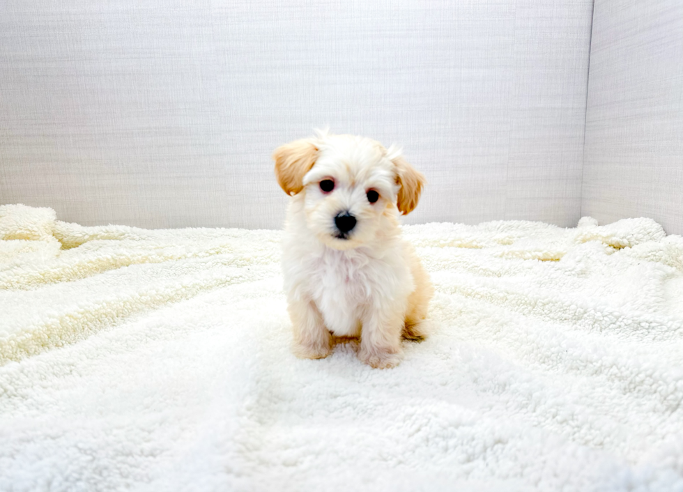 Maltipoo Pup Being Cute