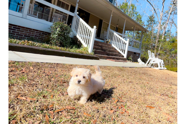 Maltipoo Pup Being Cute