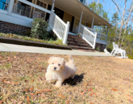 11 week old Maltipoo Puppy For Sale - Simply Southern Pups