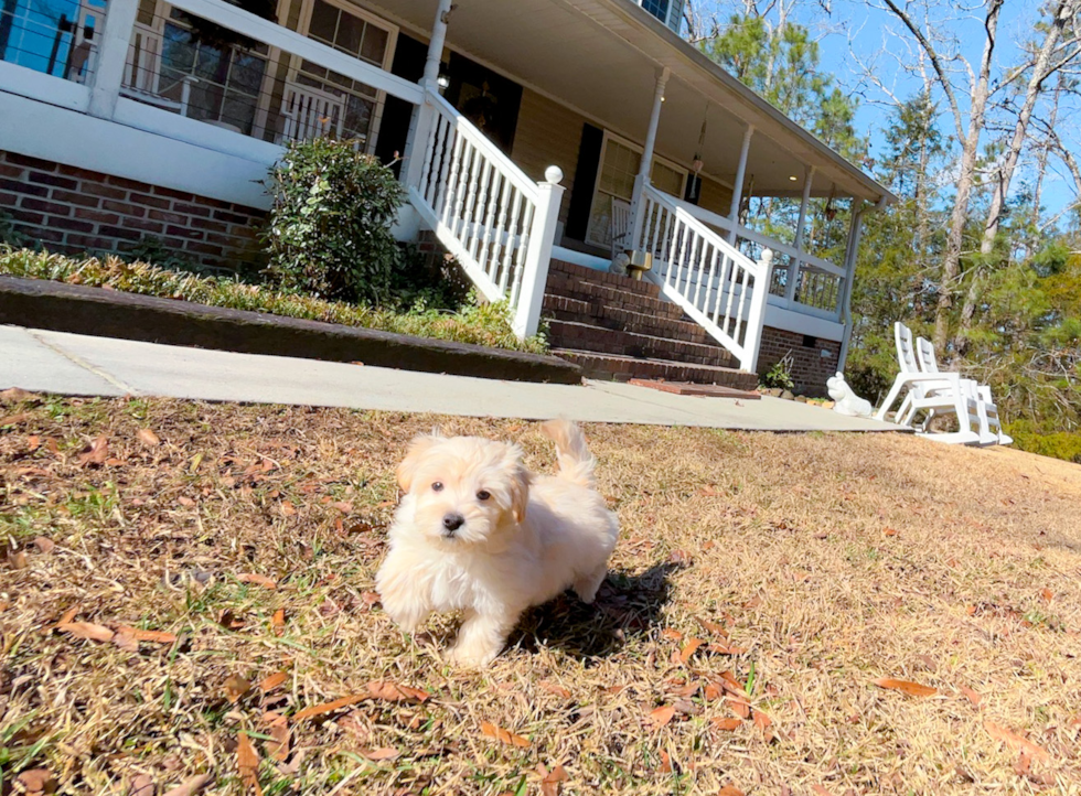 Maltipoo Pup Being Cute