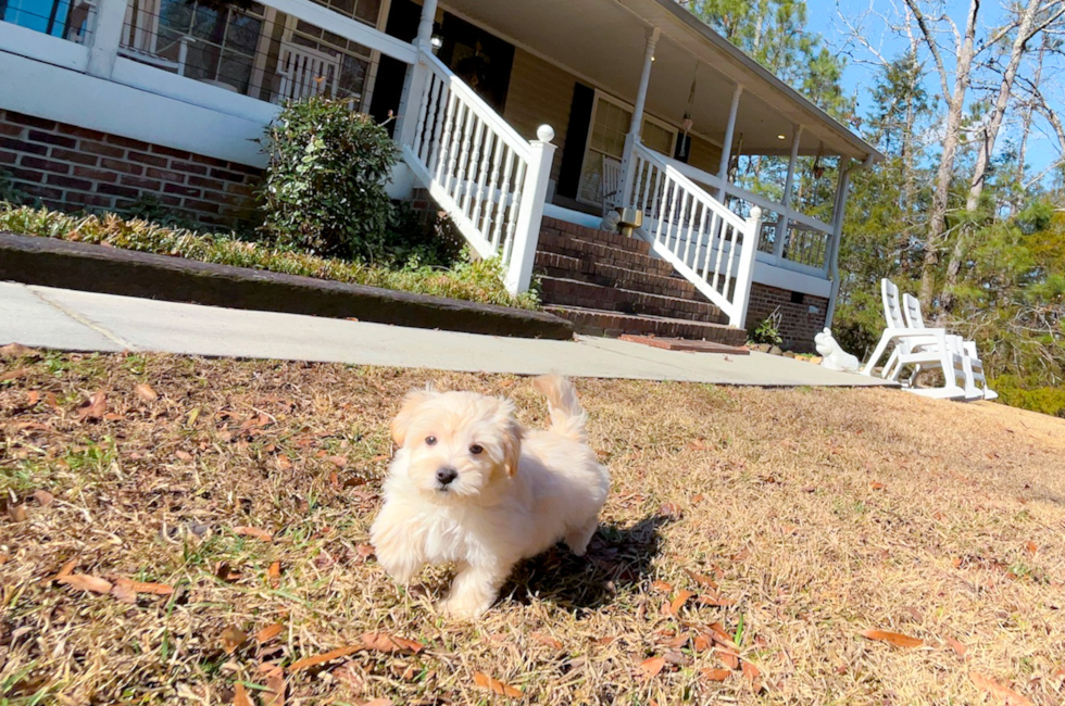 10 week old Maltipoo Puppy For Sale - Simply Southern Pups