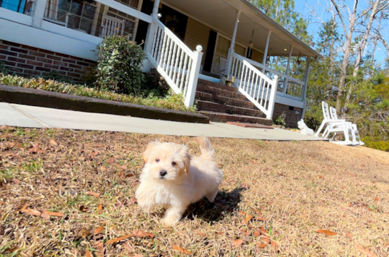 Maltipoo Pup Being Cute